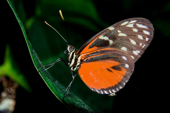 Nacht Mangrove Safari Boot Tour met Diner in Manuel Antonio