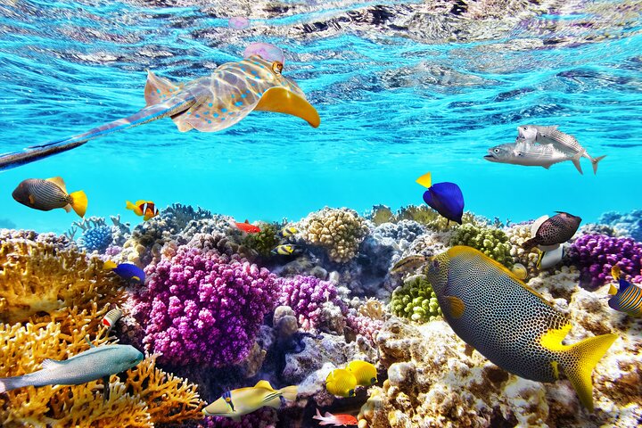 Tour privado de snorkel de medio día en la isla Maafushi
