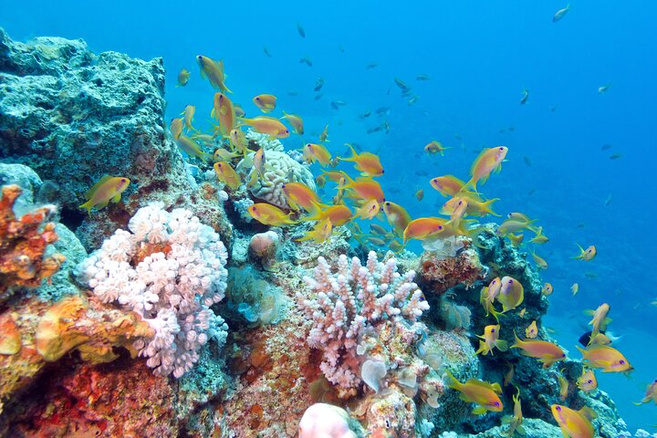 Tour privado de snorkel de medio día en la isla Maafushi