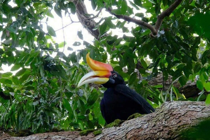 Monkey Business 3 dagen - 2 nachten Jungle trekking (inclusief raften)