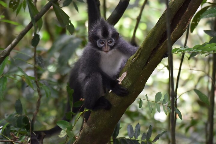 Monkey Business 3 dagen - 2 nachten Jungle trekking (inclusief raften)