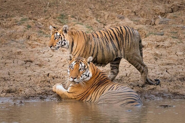 Safari in jeep al Parco Nazionale Panna e alla Riserva della Tigre da Khajuraho