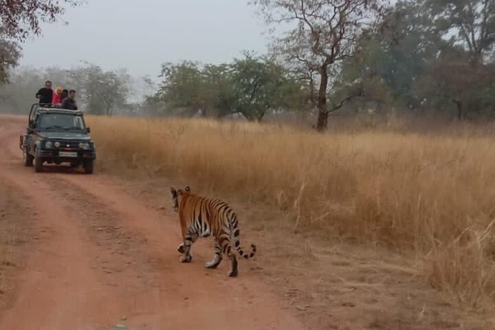 Safari in jeep al Parco Nazionale Panna e alla Riserva della Tigre da Khajuraho