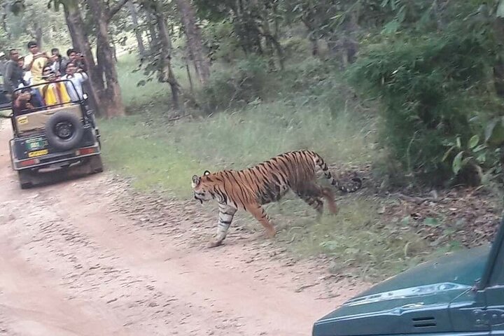 Safari in jeep al Parco Nazionale Panna e alla Riserva della Tigre da Khajuraho