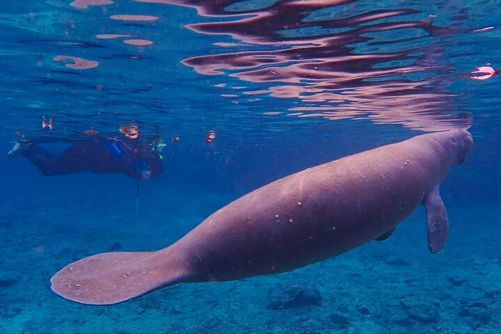 Tour de plongée avec tuba au lamantin depuis l'American Pro Diving Center