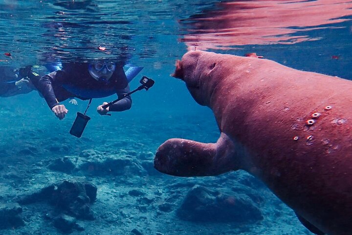 Tour de plongée avec tuba au lamantin depuis l'American Pro Diving Center