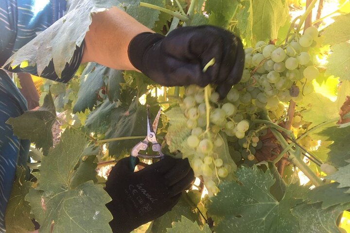 Olijfmolen en wijnmakerijervaring in Castiglione in Teverina