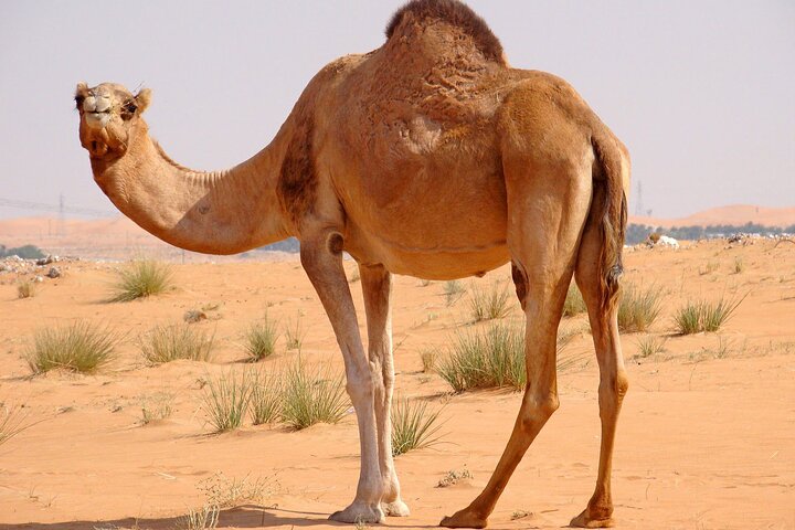 Dubai Vormittag 4 Stunden Safari Sharing Jeep Sand Boarding & Camle Ride