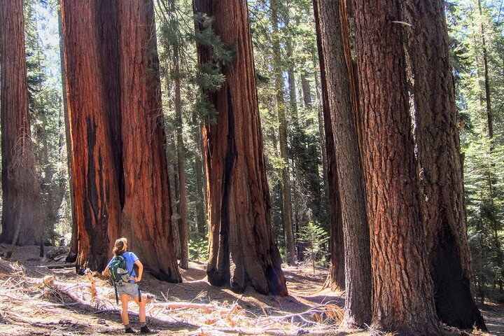 Giant Sequoia privat rundtur