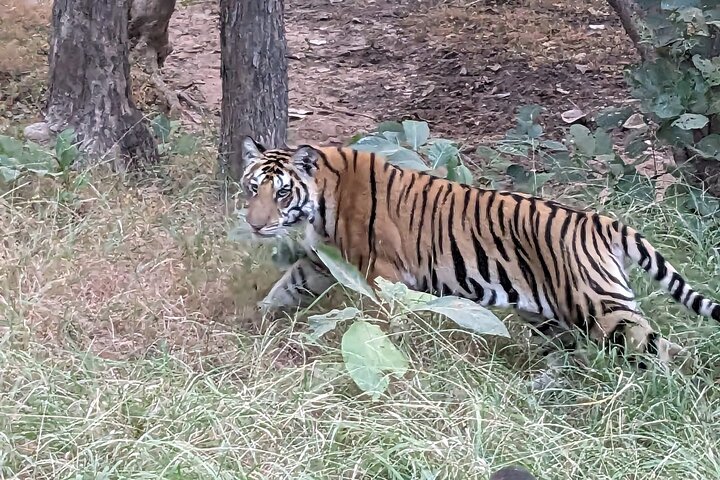 Safari in jeep al Parco Nazionale Panna e alla Riserva della Tigre da Khajuraho