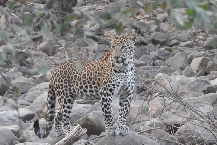Safari in jeep al Parco Nazionale Panna e alla Riserva della Tigre da Khajuraho