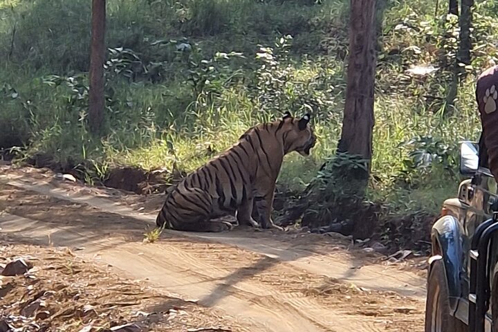 Safari in jeep al Parco Nazionale Panna e alla Riserva della Tigre da Khajuraho