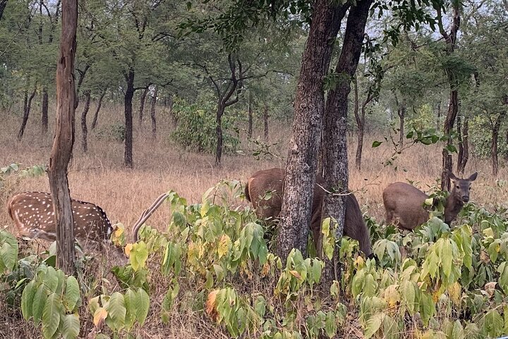 Safari in jeep al Parco Nazionale Panna e alla Riserva della Tigre da Khajuraho