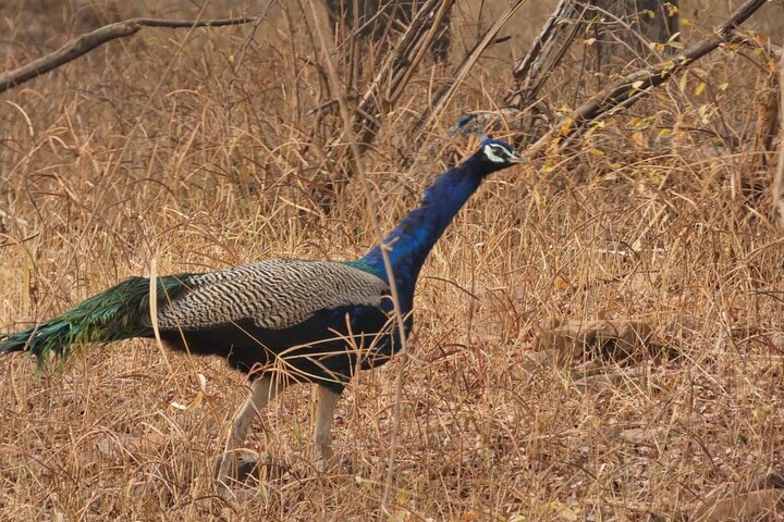 Safari in jeep al Parco Nazionale Panna e alla Riserva della Tigre da Khajuraho