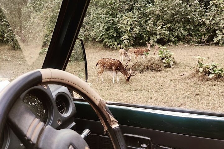 Safari in jeep al Parco Nazionale Panna e alla Riserva della Tigre da Khajuraho
