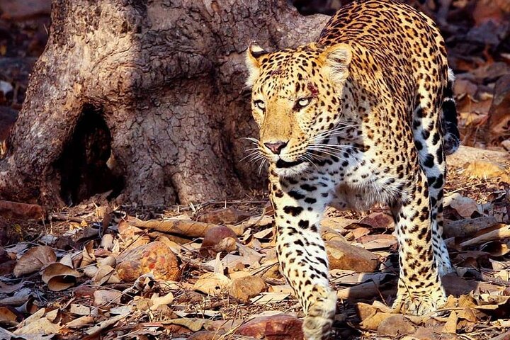 Safari in jeep al Parco Nazionale Panna e alla Riserva della Tigre da Khajuraho