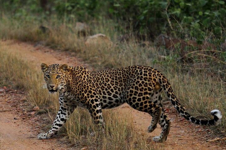 Safari in jeep al Parco Nazionale Panna e alla Riserva della Tigre da Khajuraho