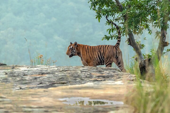 Safari in jeep al Parco Nazionale Panna e alla Riserva della Tigre da Khajuraho