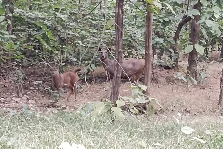 Safari in jeep al Parco Nazionale Panna e alla Riserva della Tigre da Khajuraho