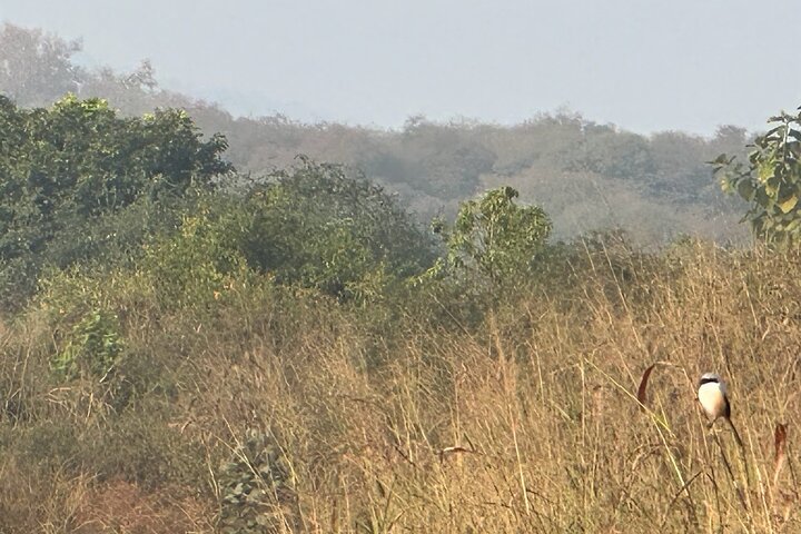 Safari in jeep al Parco Nazionale Panna e alla Riserva della Tigre da Khajuraho
