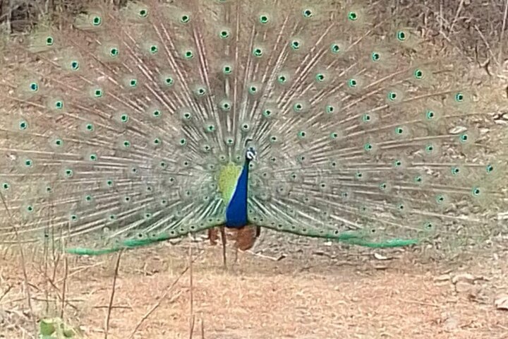 Safari in jeep al Parco Nazionale Panna e alla Riserva della Tigre da Khajuraho