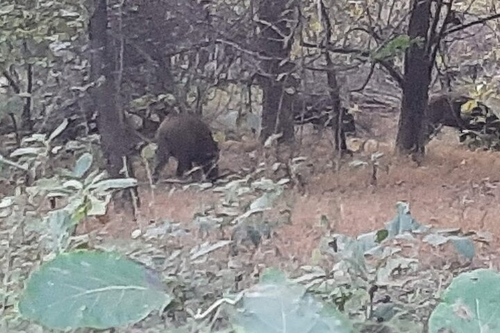 Safari in jeep al Parco Nazionale Panna e alla Riserva della Tigre da Khajuraho
