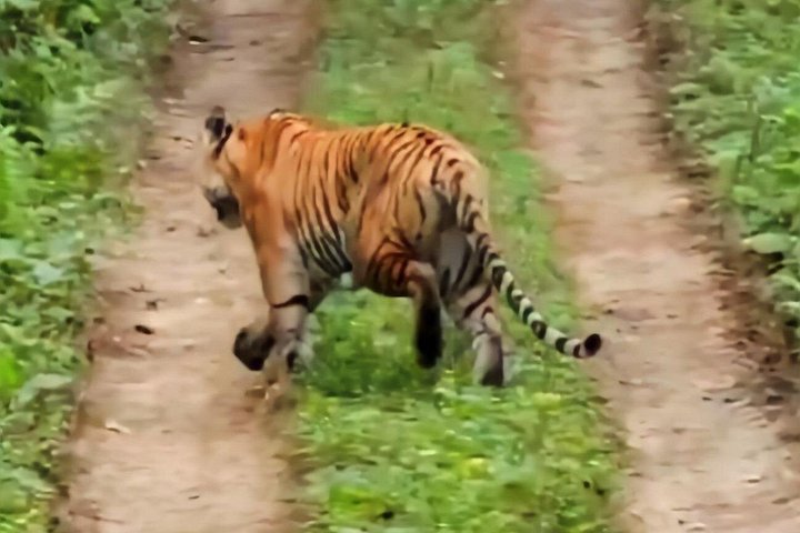Jeep Safari (Privat, 8 - 10 Stunden) im Chitwan Nationalpark.