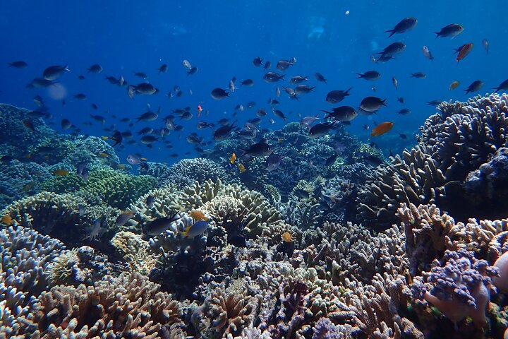 Snorkling i Menjangan Island med hämtning och lunch