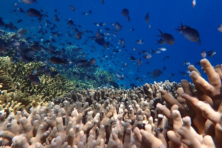 Snorkling i Menjangan Island med hämtning och lunch