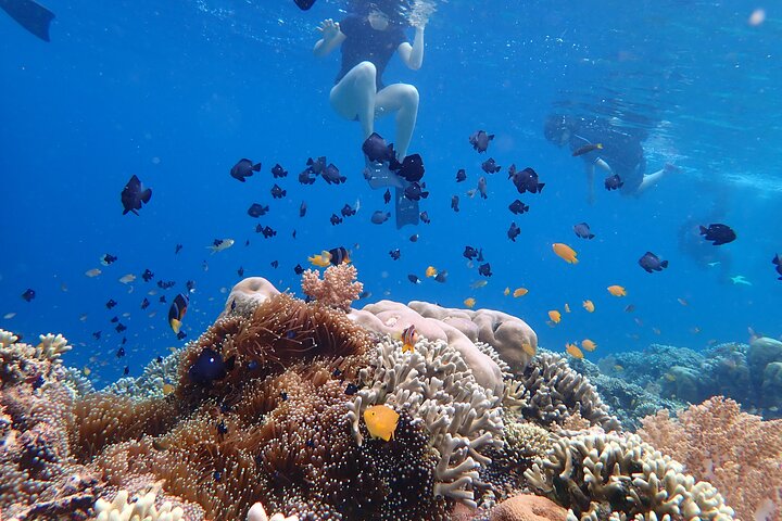 Snorkling i Menjangan Island med hämtning och lunch