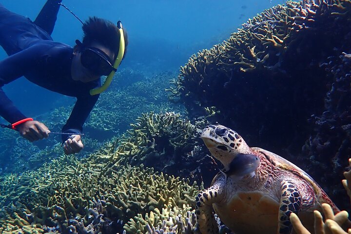 Snorkling i Menjangan Island med hämtning och lunch