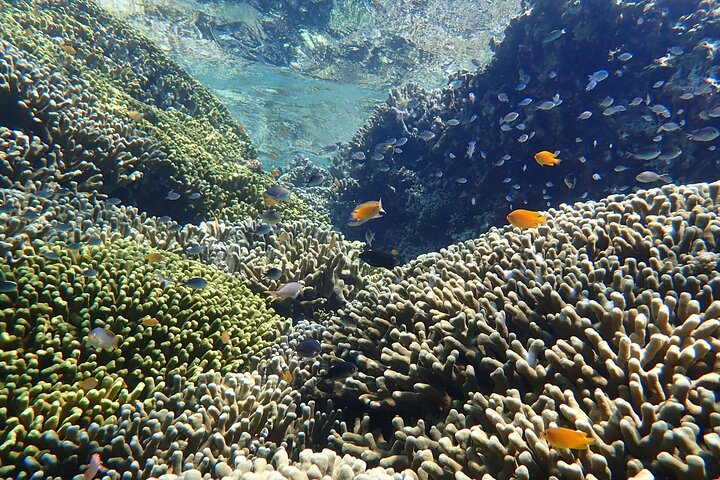 Snorkling i Menjangan Island med hämtning och lunch