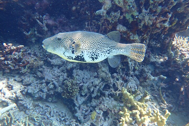 Snorkling i Menjangan Island med hämtning och lunch