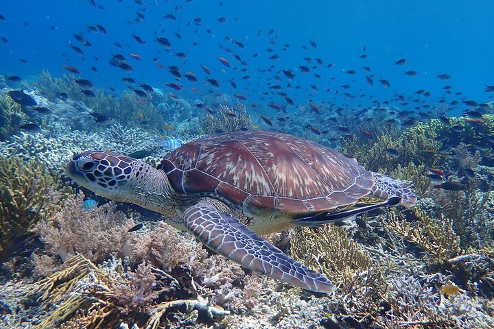 Snorkling i Menjangan Island med hämtning och lunch
