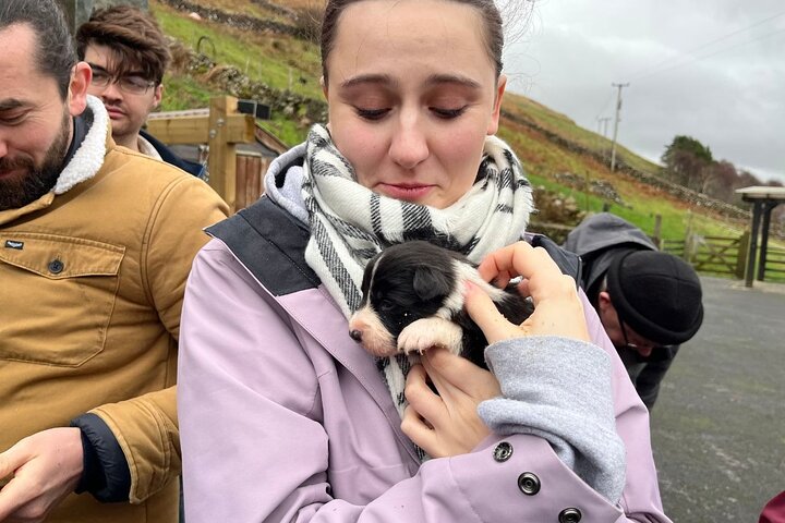 Kleine Gruppe Kylemore Abbey, Sheepdog Demo & Connemara Tour