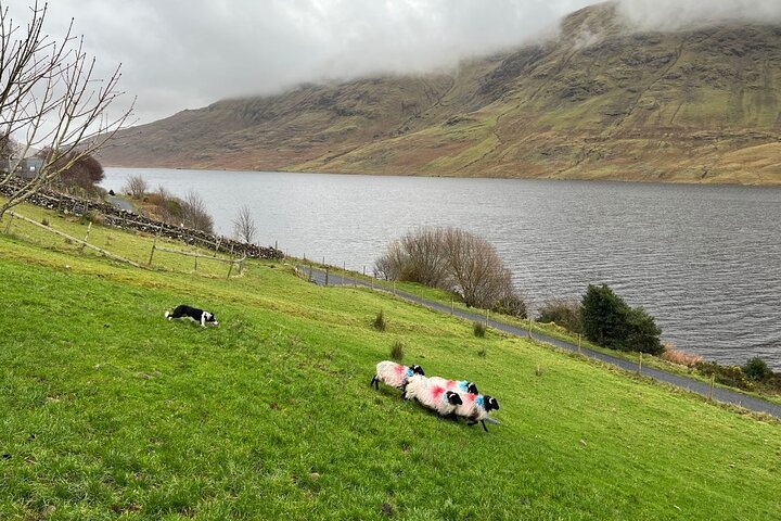 Kleine Gruppe Kylemore Abbey, Sheepdog Demo & Connemara Tour