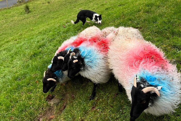 Kleine Gruppe Kylemore Abbey, Sheepdog Demo & Connemara Tour