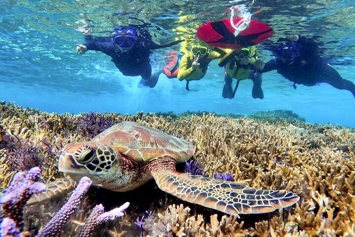 Okinawa Miyako Snorkel de tortuga marina de día completo y SUP o canoa