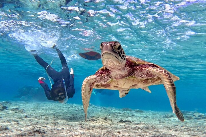 Okinawa Miyako Snorkel de tortuga marina de día completo y SUP o canoa