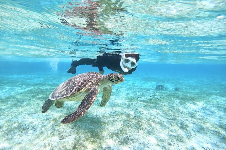 Okinawa Miyako Snorkel de tortuga marina de día completo y SUP o canoa