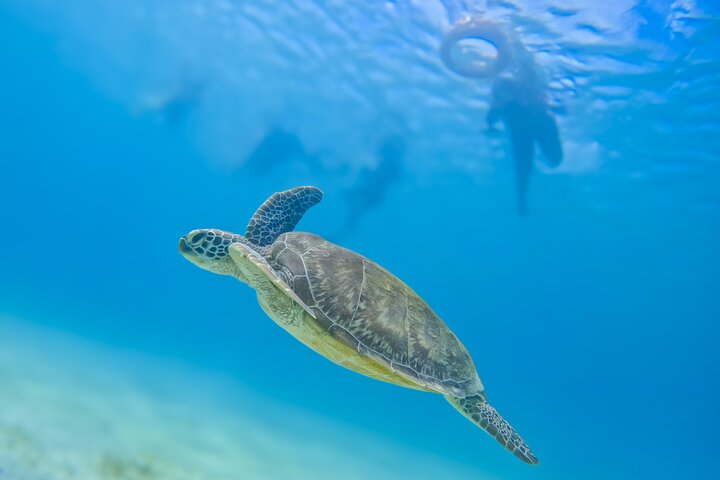 Speciale Wasini Island-tour van een hele dag met snorkelen en lunch