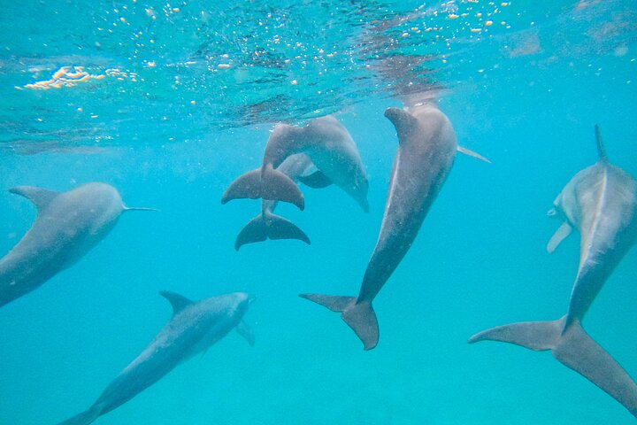 Speciale Wasini Island-tour van een hele dag met snorkelen en lunch