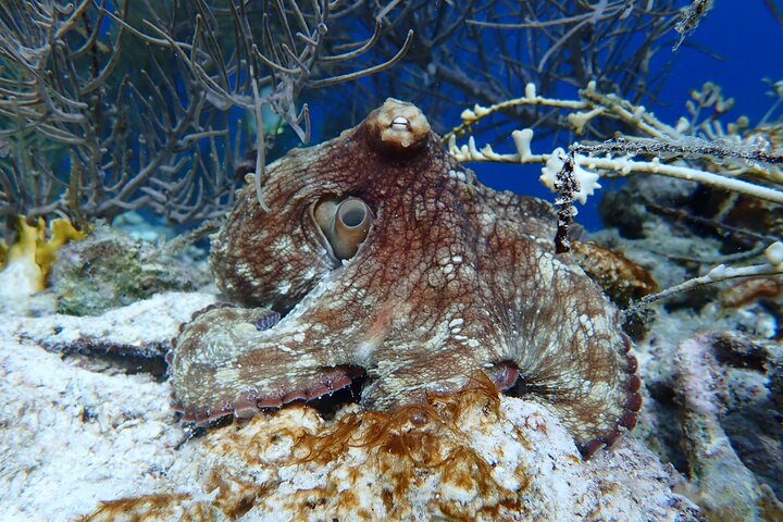 Klein Bonaire Marine Park Snorkeling Excursion small groups