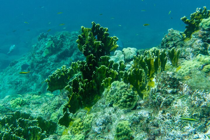 Ganztägige private Bootstour zur Lagune von Guadeloupe