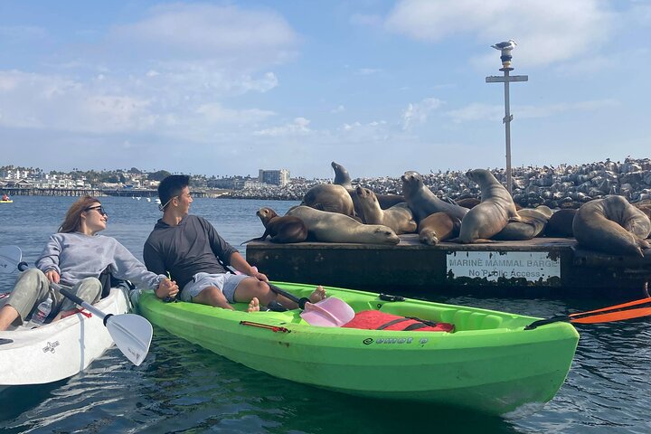 Kajak med sjölejon i en lugn, vacker, Redondo Beach Harbor