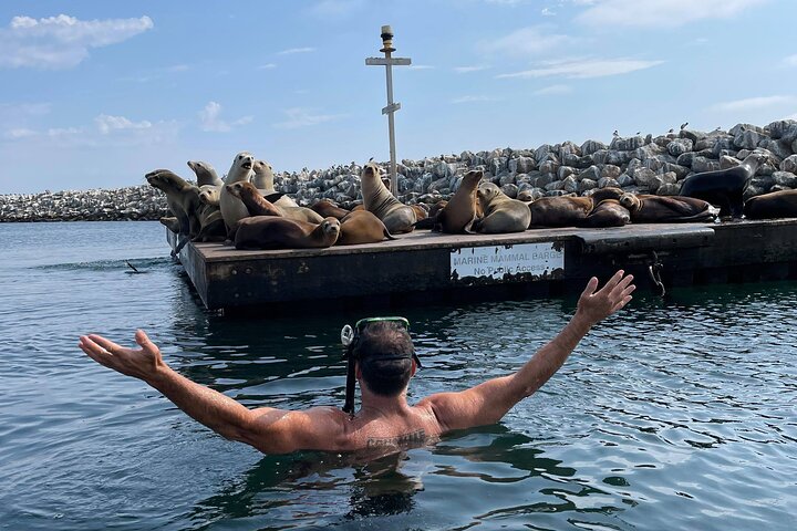 Kajak med sjölejon i en lugn, vacker, Redondo Beach Harbor