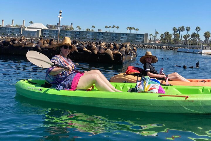 Kajak med sjölejon i en lugn, vacker, Redondo Beach Harbor