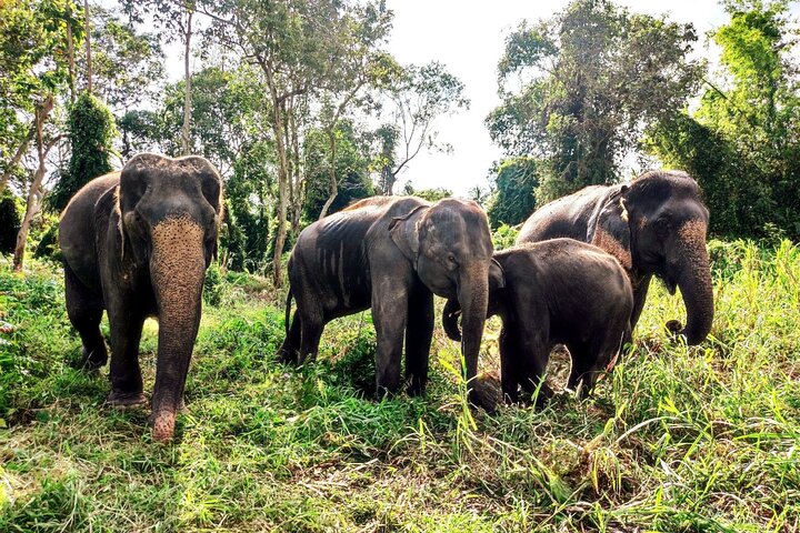 Tour di 6 ore sulla cura degli elefanti e nella giungla in fuoristrada a Koh Samui