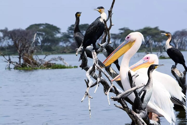 Hells Gate og Lake Naivasha privat dagstur fra Nairobi