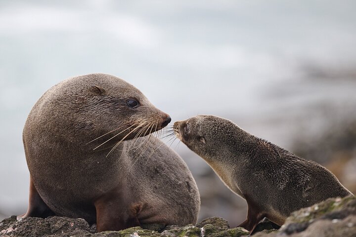 Clearwater Wildlife Tours (små grupper 10max) Oslo